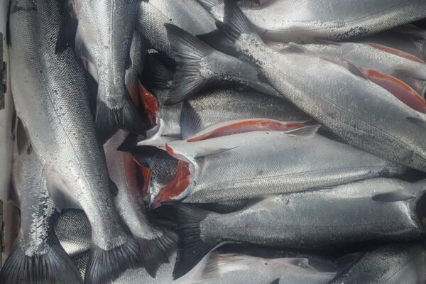 Fresh Catch - Spring Salmon